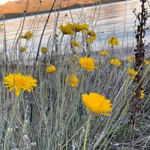 Meet your Posher, Addison